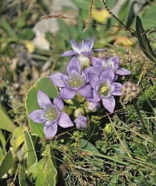 Eine der vielen Enzianarten
