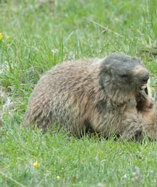 Wenn man Glück hat, kann man Murmeltiere beobachten.