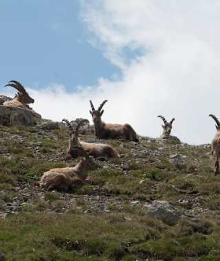 Auf dem Weg begegnet man anmutige Tiere.