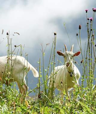 Schöne Pilgeretappe über saftige Blumenwiesen.