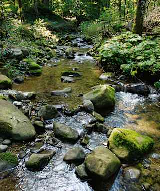 Angenehm an warmen Sommertagen: das schattige Ufer des Hausbachs.
