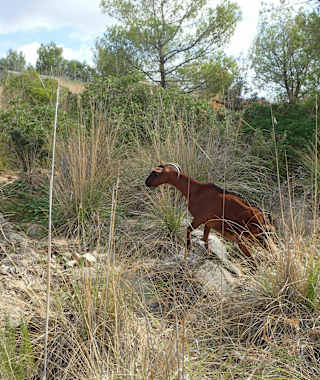 Die einzige Begegnung auf dieser Strecke