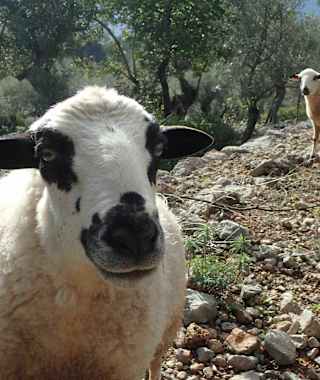 Neugieriger Geselle im Olivenhain 