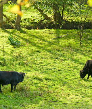 Heckrinder im Grenzbachtal