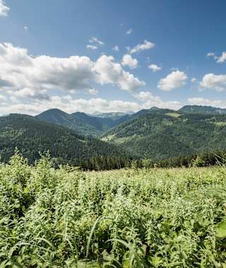 Im Reichraminger Hintergebirge