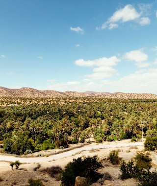 Blick auf die Oase von Tiout