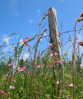 Almwiesen auf der Hebalm