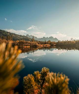 Das wunderschöne Löckermoos