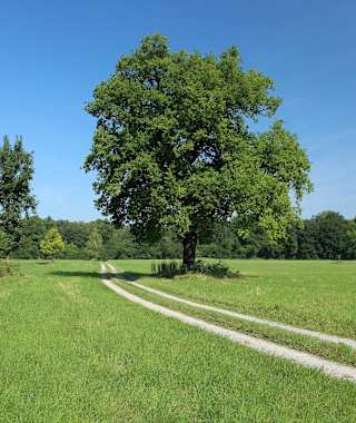 Auf der Großen Donaurunde Eckartsau