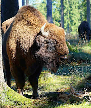 Wisentbulle am Rothaarsteig