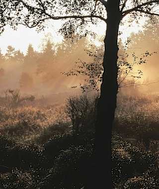 Abendstimmung in der Heinsberger Heide