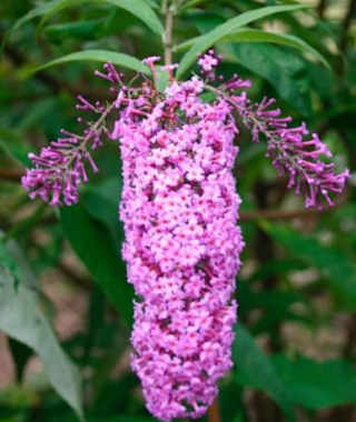 Apothekergarten Bad Marienberg