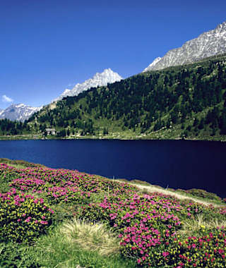 Alpenrosen am Obersee im Antholzer Tal