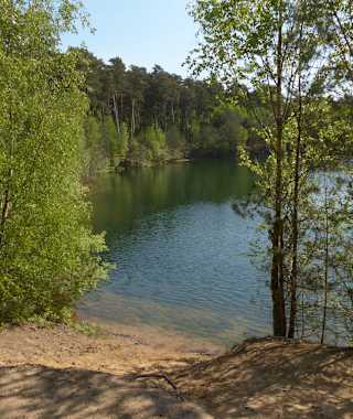 Die Sonnenstrahlen am Morgen bahnen sich ihren Weg durch das Unterholz
