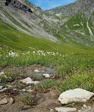 Almwiesen am Schlinigpass