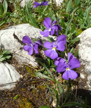Wer die Augen offen hält, der findet vielleicht auch das Alpen-Veilchen.