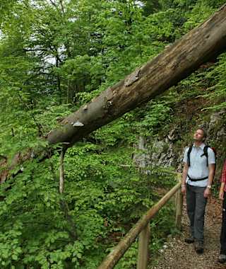 Am Alpenrosensteig beim Alpsee 