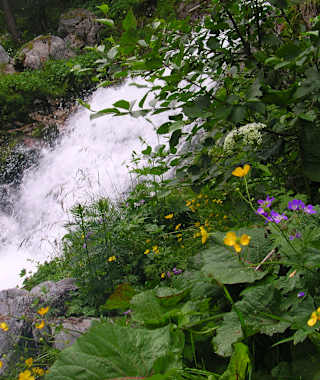 Wasserfälle entlang des Aufstiegs werden von einer sehr artenreichen und üppigen Flora begleitet.