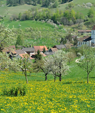 Schmuckes Oltingen während der Kirschblüte