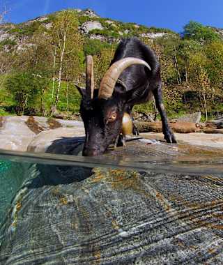 Geisselin beim Wasser trinken
