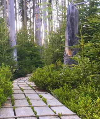 Am Aufichtenwaldsteg