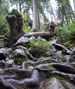 Der Pfad führt an dem über Felsen springenden Bach in einer feuchten Schlucht unter Baumriesen entlang.