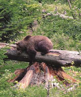 Stundenlang könnte man am Bärengehege verweilen.
