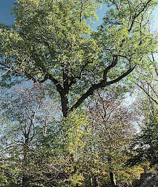 Uralte Eschen am Harzburger Burgberg.