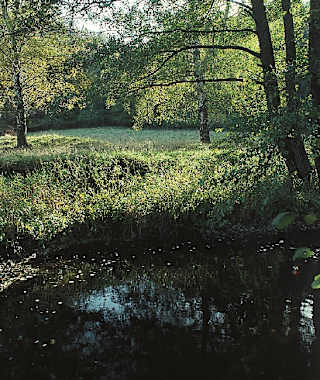 Stimmungsvoll – die Selke.