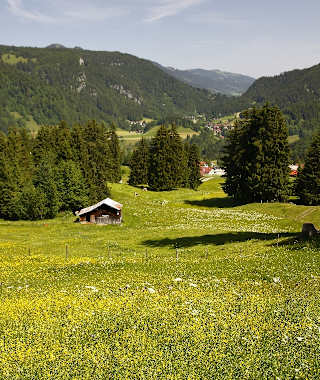 Wiesenlandschaft am Fuße des Söllerecks.