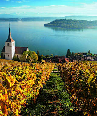 Rebberge am Bielersee mit Blick auf die auf die St. Petersinsel