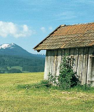 Selbst nach der ersten Mahd leuchtet die Schneewanne des Wertacher Hörnles immer noch.