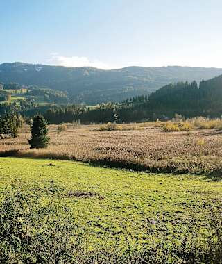 Blick ins Hörfeld-Moor.