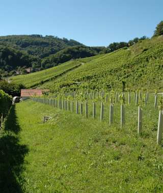 Rebgarten am Wegesrand
