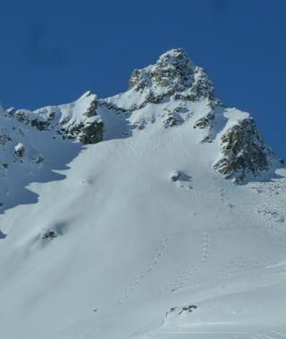 Blickfang Weißeneck