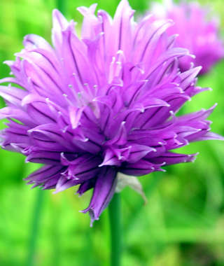 Blühender Schnittlauch auf der wasserreichen Tauplitzalm