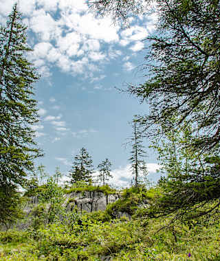 "Urwald" in Bödmeren