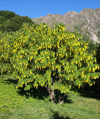 Bosco Sacro di Mergugno