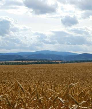 Brocken mit Kornfeld