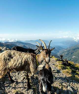Ziegen um die Campanna Tamaro