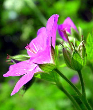 Die artenreichen Wälder begeistern beim Anstieg zur Hütte.