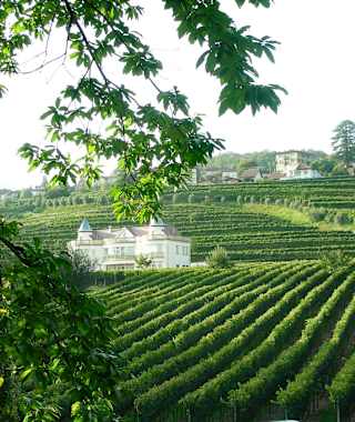 Durch die Weinberge des Mendrisiotto