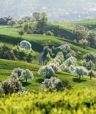 Herrliche Zeit der Obstblüte