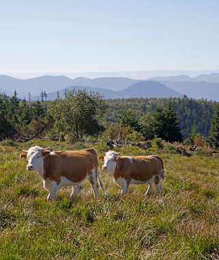 Beweidung der Grinden durch Hinterwälder Rinder