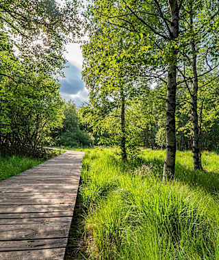 Bohlenpfad im Roten Moor