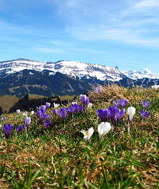 Krokusse auf Rämisgummen – Im Hintergrund die verschneite Schratteflue und Berner Alpen