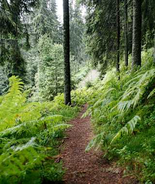 Beim Huzenbacher See
