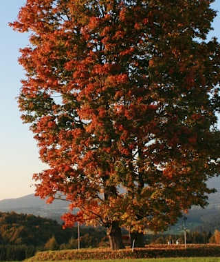 Felshöhe mit großen Ahorn und schönem Blick auf den Böhmerwald