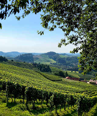 Die wunderschönen Weinberge der Südsteiermark