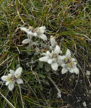 Wenn man Glück hat, findet man auf der Tour auch das berühmte Edelweiss.